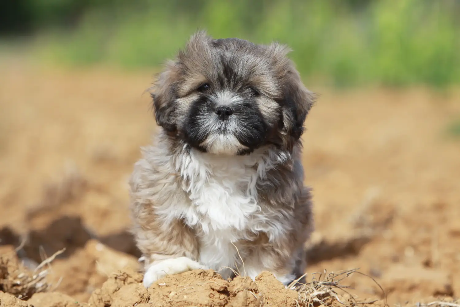 Comprar un cachorro de Lhasa Apso significa asumir responsabilidades. Comprar cachorros de Lhasa Apso.