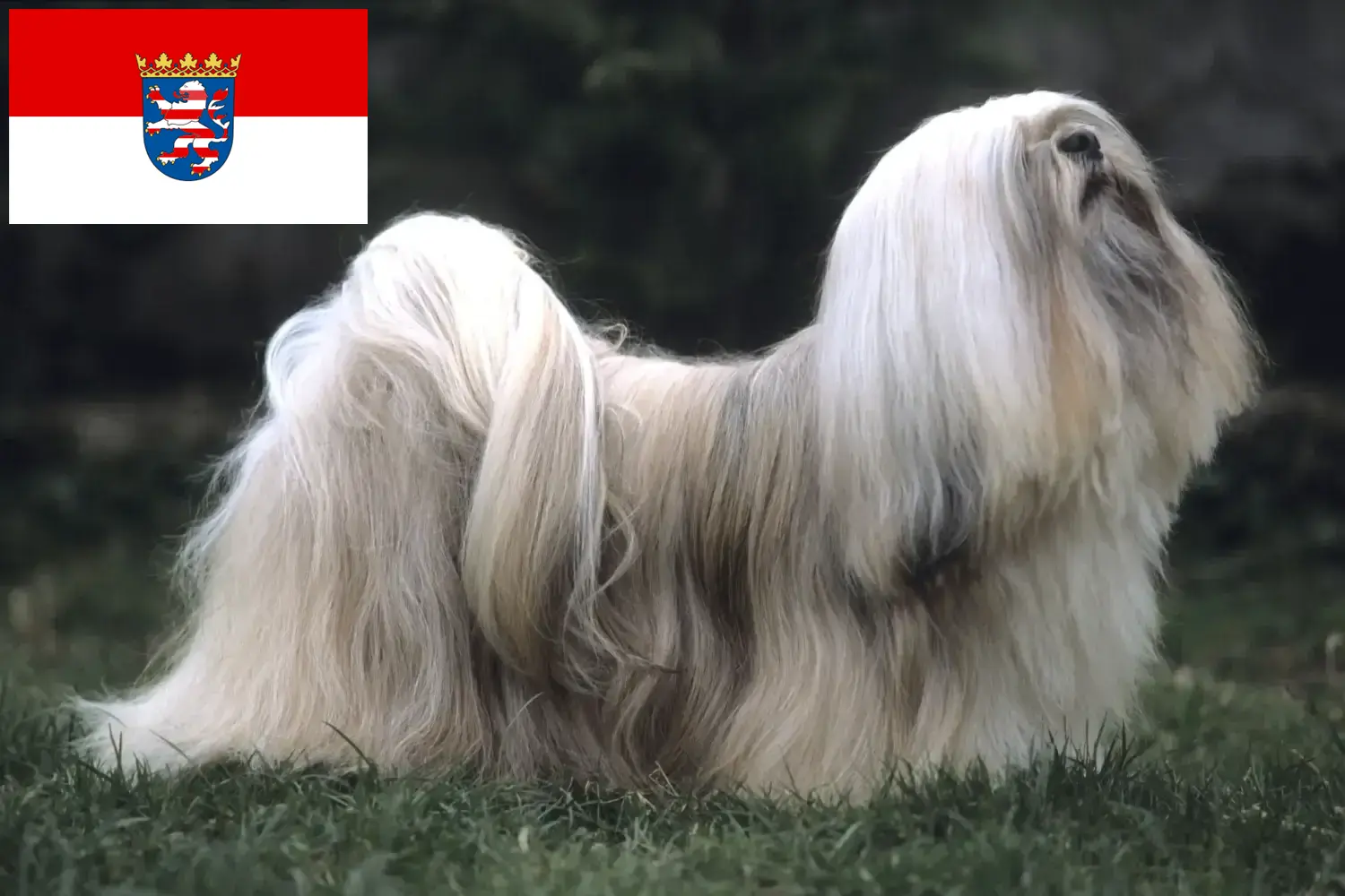 Lhasa Apso cachorros y criadores Hessen Aquí puedes encontrar criadores de Lhasa Apsos en Hesse.