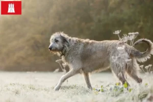 Lee más sobre el artículo Criadores de Wolfhound irlandés y cachorros en Hamburgo