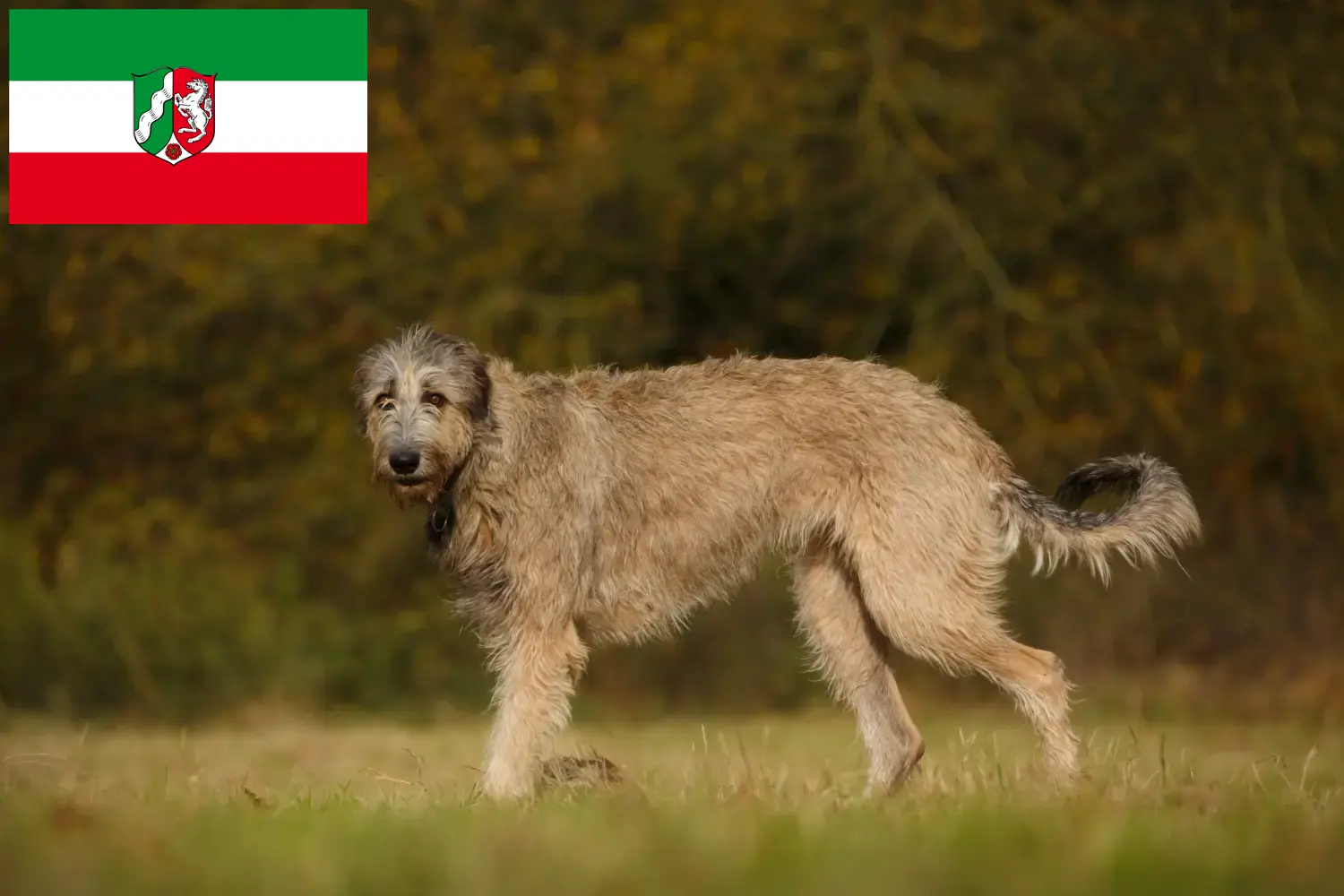Lobero irlandés cachorros y criadores Renania del Norte-Westfalia Aquí encontrará criadores de Irish Wolfhound en Renania del Norte-Westfalia.
