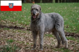 Lee más sobre el artículo Criadores de Wolfhound irlandés y cachorros en Turingia