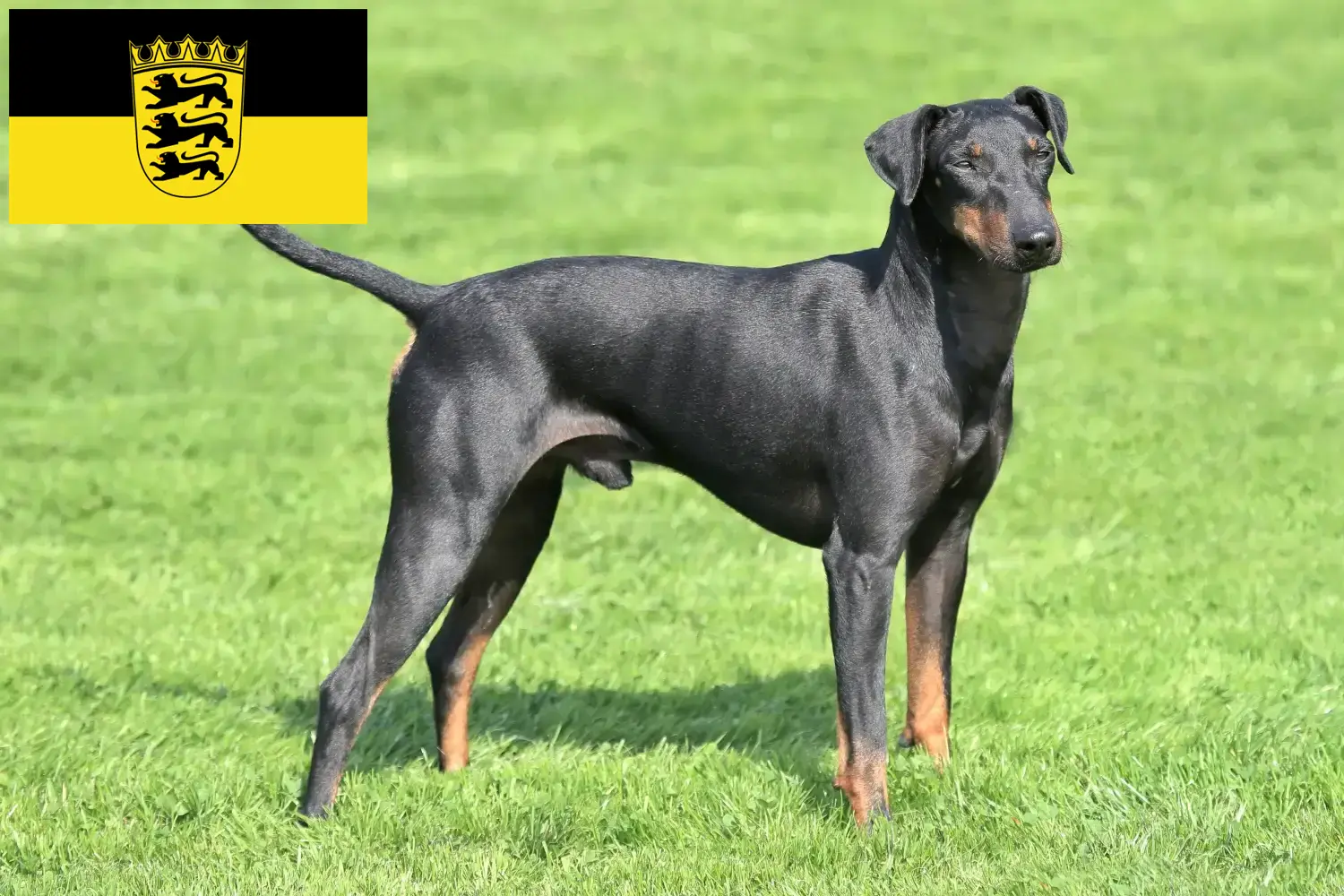 Lee más sobre el artículo Criadores de Manchester Terrier y cachorros en Baden-Württemberg