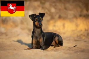 Lee más sobre el artículo Criadores de Manchester Terrier y cachorros en Baja Sajonia