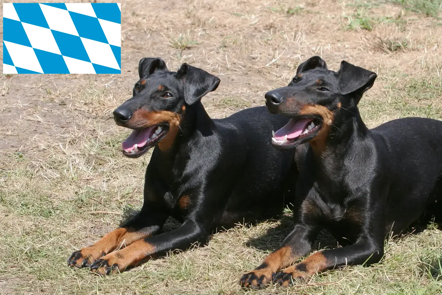 Lee más sobre el artículo Criadores y cachorros de Manchester Terrier en Baviera