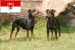 Lee más sobre el artículo Criadores de Manchester Terrier y cachorros en Brandenburgo