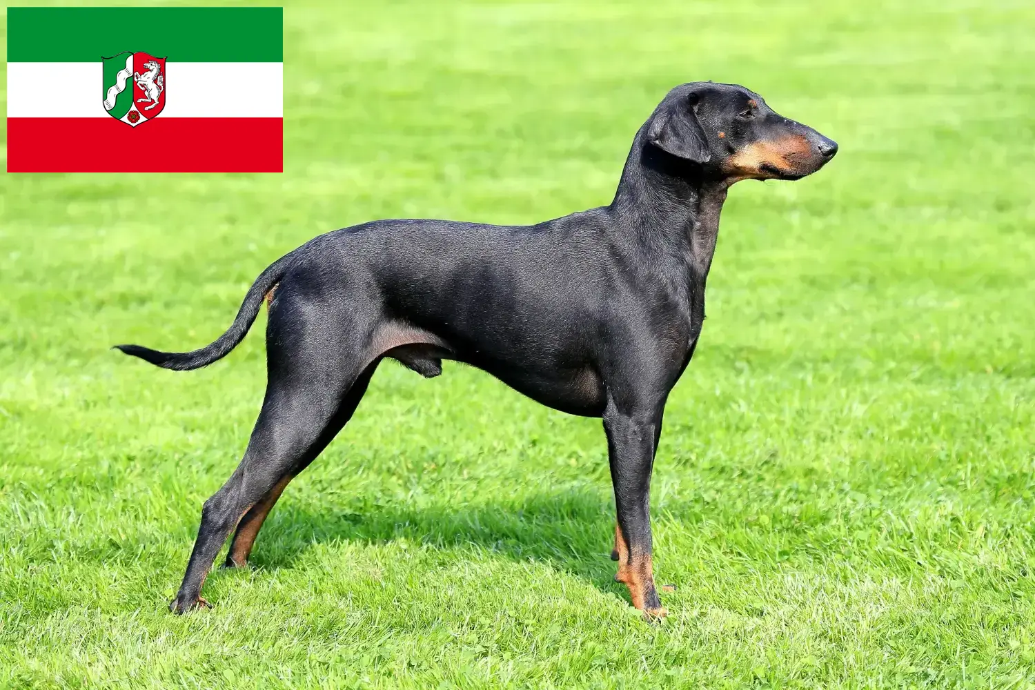 Lee más sobre el artículo Criadores de Manchester Terrier y cachorros en Renania del Norte-Westfalia
