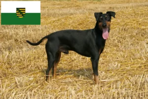 Lee más sobre el artículo Criadores de Manchester Terrier y cachorros en Sajonia