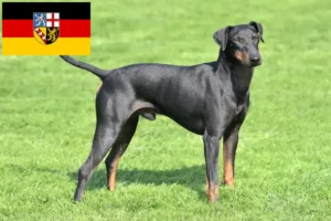 Lee más sobre el artículo Criadores de Manchester Terrier y cachorros en Sarre