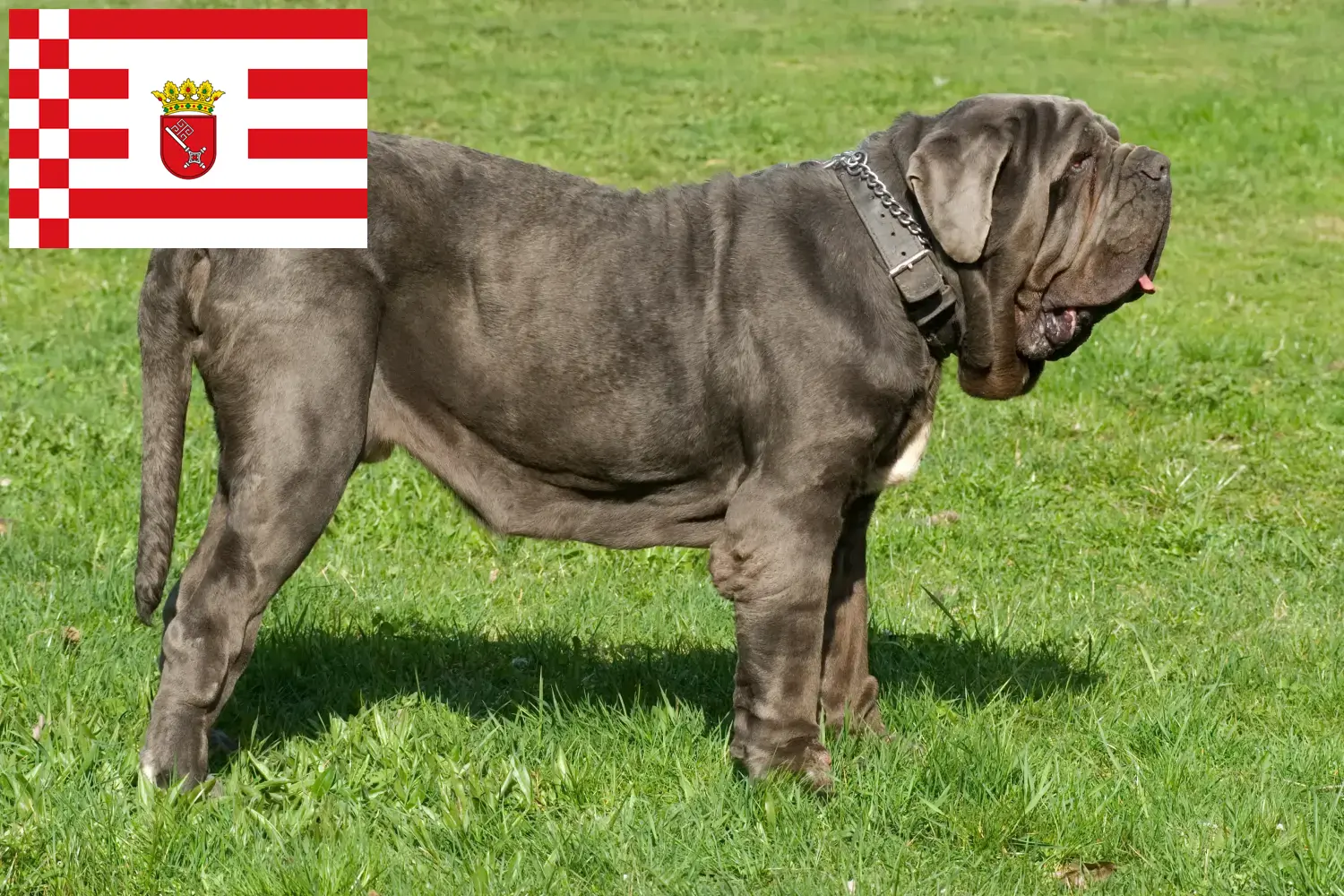 Lee más sobre el artículo Mastino Napoletano criadores y cachorros en Bremen