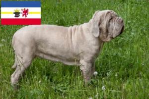 Lee más sobre el artículo Criadores de Mastino Napoletano y cachorros en Mecklemburgo-Pomerania Occidental