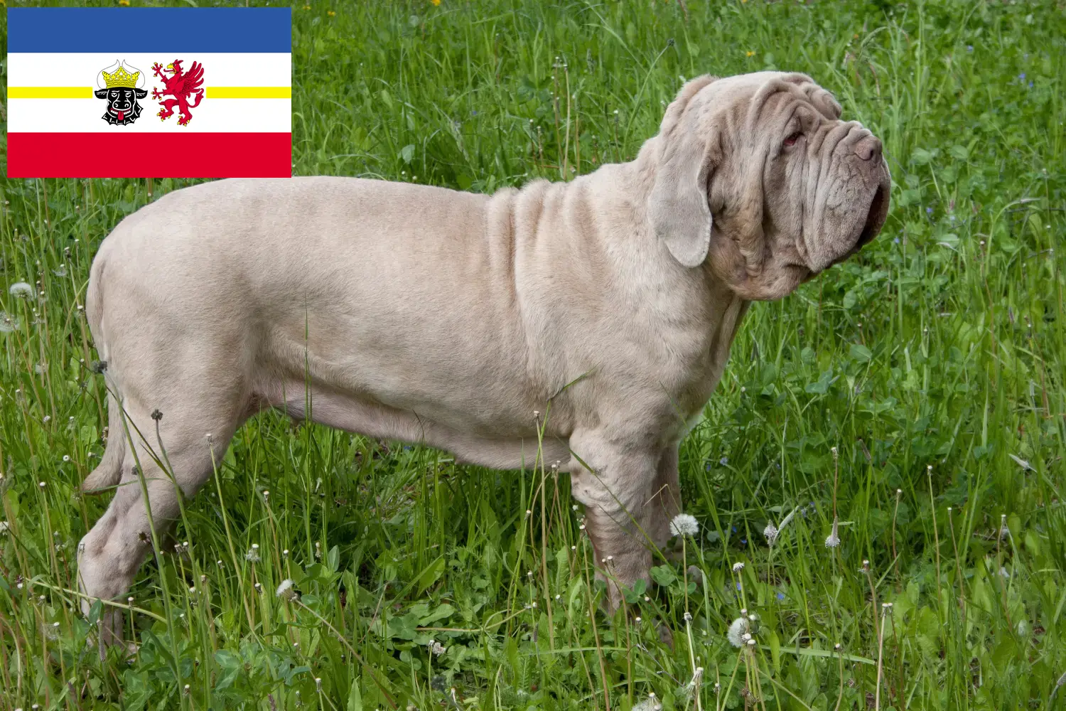 Lee más sobre el artículo Criadores de Mastino Napoletano y cachorros en Mecklemburgo-Pomerania Occidental
