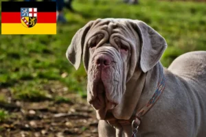 Lee más sobre el artículo Criadores de Mastino Napoletano y cachorros en Sarre