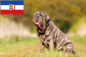 Lee más sobre el artículo Criadores de Mastino Napoletano y cachorros en Schleswig-Holstein