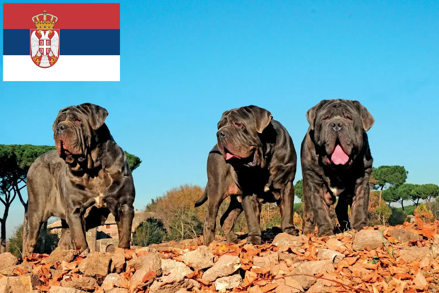 Lee más sobre el artículo Mastino Napoletano criadores y cachorros en Serbia