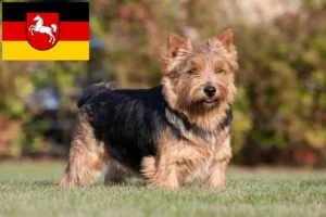Lee más sobre el artículo Criadores de Norwich Terrier y cachorros en Baja Sajonia