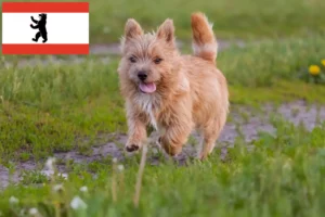 Lee más sobre el artículo Criadores y cachorros de Norwich Terrier en Berlín