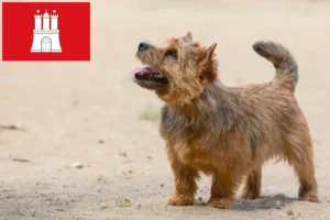 Lee más sobre el artículo Criadores y cachorros de Norwich Terrier en Hamburgo