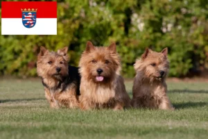 Lee más sobre el artículo Criadores de Norwich Terrier y cachorros en Hessen