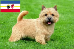 Lee más sobre el artículo Criadores de Norwich Terrier y cachorros en Mecklemburgo-Pomerania Occidental