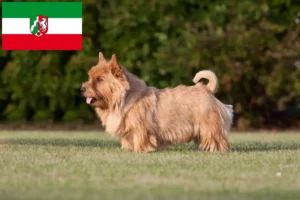 Lee más sobre el artículo Criadores de Norwich Terrier y cachorros en Renania del Norte-Westfalia