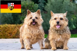 Lee más sobre el artículo Criadores de Norwich Terrier y cachorros en Sarre