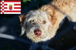 Lee más sobre el artículo Criadores de Otterhund y cachorros en Bremen