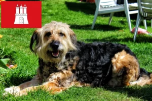 Lee más sobre el artículo Criadores de Otterhund y cachorros en Hamburgo