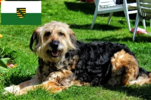 Lee más sobre el artículo Criadores de Otterhund y cachorros en Sajonia