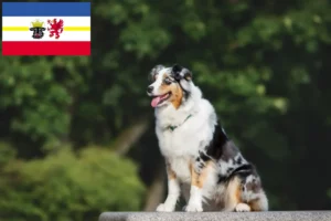 Lee más sobre el artículo Criadores de pastores australianos y cachorros en Mecklemburgo-Pomerania Occidental