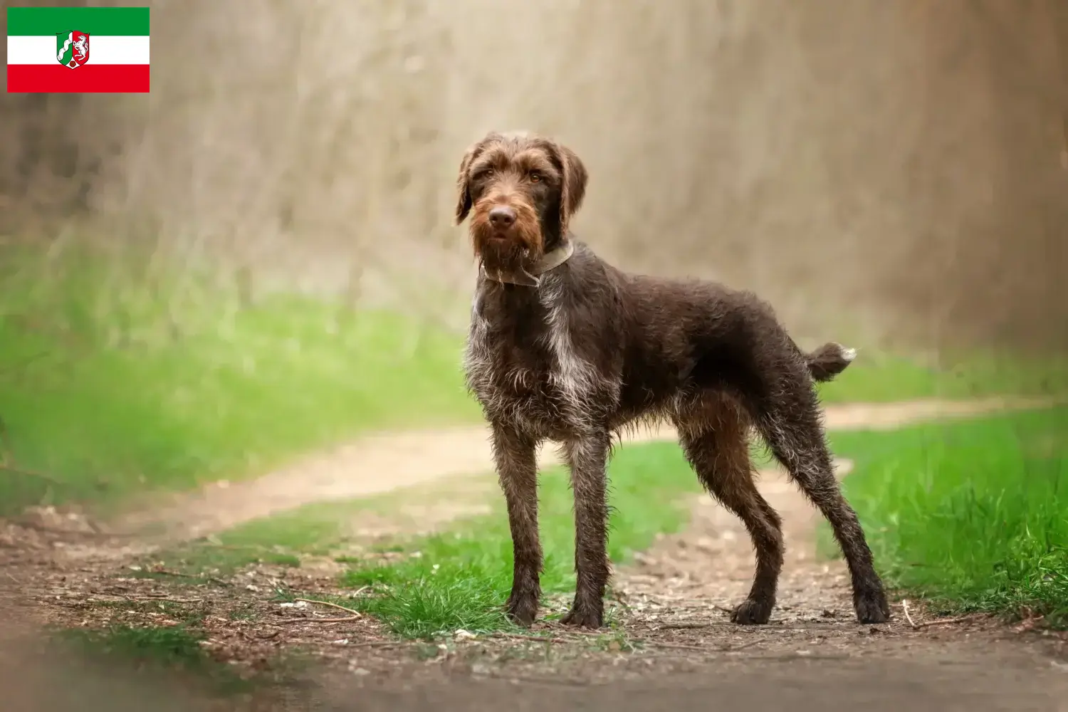 Deutsch Drahthaar cachorros y criadores Renania del Norte-Westfalia Aquí encontrará criadores de Deutsch Drahthaar en Renania del Norte-Westfalia.