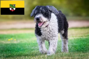 Lee más sobre el artículo Perro de Agua Español criadores y cachorros en Sajonia-Anhalt