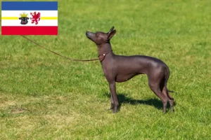Lee más sobre el artículo Criador de Perros Peruanos sin Pelo y Cachorros en Mecklemburgo-Pomerania Occidental