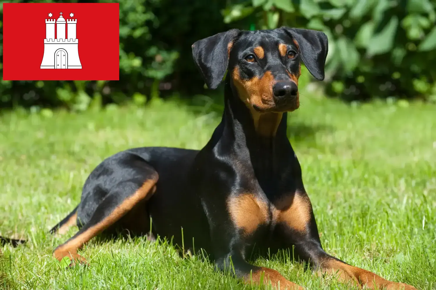 Pinscher alemán cachorros y criadores Hamburgo Aquí puedes encontrar criadores de Pinscher alemán en Hamburgo.
