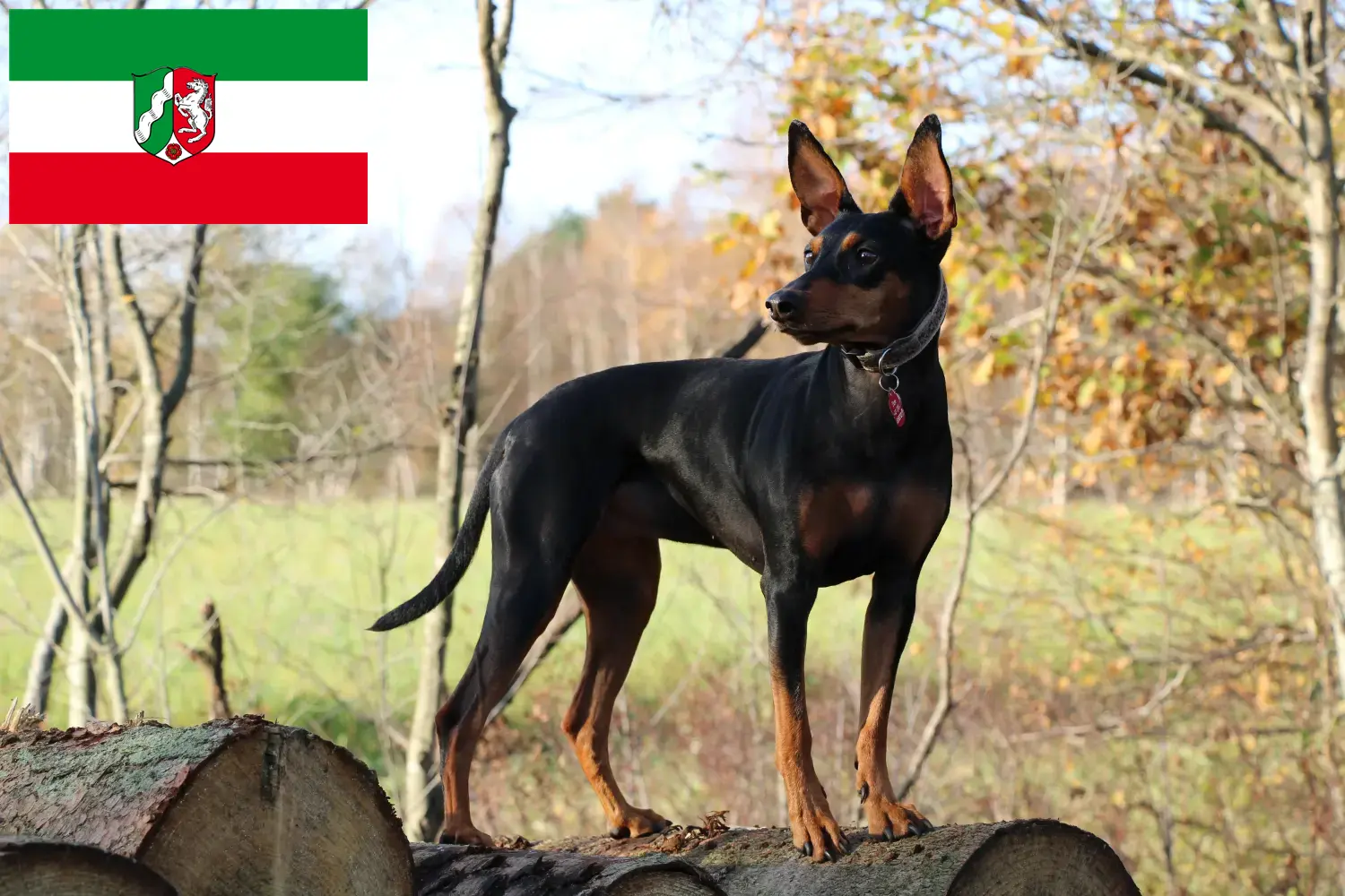 Pinscher alemán cachorros y criadores Renania del Norte-Westfalia Aquí encontrará criadores de Pinscher alemán en Renania del Norte-Westfalia.