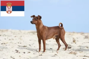 Lee más sobre el artículo Criadores de Pinscher miniatura y cachorros en Serbia