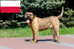 Lee más sobre el artículo Criadores de Presa Canario y cachorros en Polonia