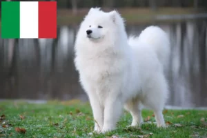 Lee más sobre el artículo Criadores de samoyedos y cachorros en Italia