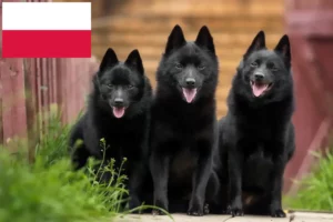Lee más sobre el artículo Criadores de Schipperke y cachorros en Polonia