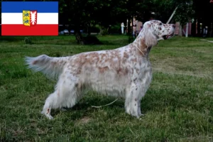 Lee más sobre el artículo Criadores de Setter Inglés y cachorros en Schleswig-Holstein