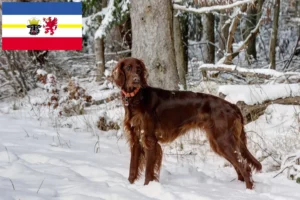Lee más sobre el artículo Criadores de Setter Irlandés Rojo y cachorros en Mecklemburgo-Pomerania Occidental