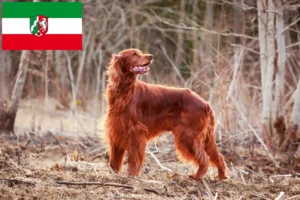 Lee más sobre el artículo Criadores de Setter Irlandés Rojo y cachorros en Renania del Norte-Westfalia