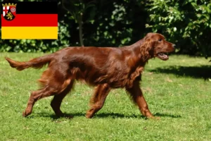 Lee más sobre el artículo Criadores y cachorros de Setter Irlandés Rojo en Renania-Palatinado