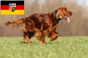 Lee más sobre el artículo Criadores de Setter Irlandés Rojo y cachorros en Sarre