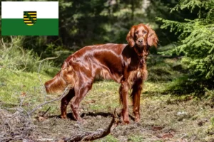 Lee más sobre el artículo Criadores y cachorros de Setter Irlandés Rojo en Sajonia