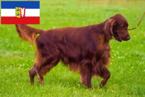 Lee más sobre el artículo Criadores de Setter Irlandés Rojo y cachorros en Schleswig-Holstein