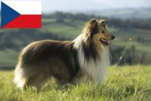 Lee más sobre el artículo Criadores de Sheltie y cachorros en la República Checa
