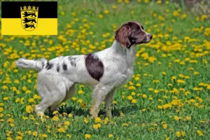 Lee más sobre el artículo Criadores de Springer Spaniel inglés y cachorros en Baden-Wurtemberg