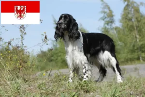 Lee más sobre el artículo Criadores de Springer Spaniel Inglés y cachorros en Brandenburgo