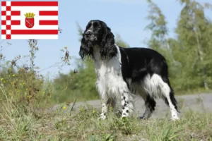 Lee más sobre el artículo Springer Spaniel Inglés criador y cachorros en Bremen