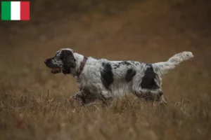 Lee más sobre el artículo Criadores y cachorros de Springer Spaniel Inglés en Italia